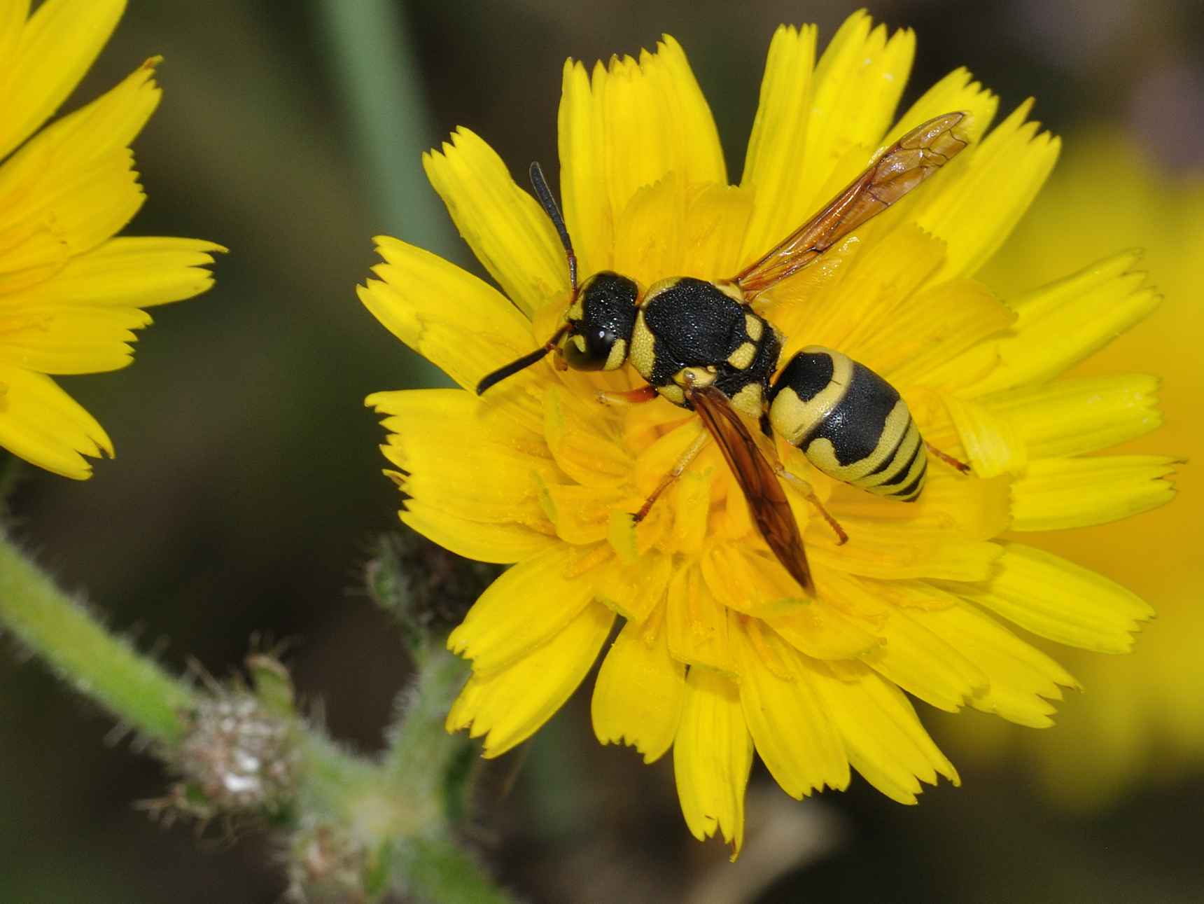 Euodynerus sp., Vespidae Eumeninae
